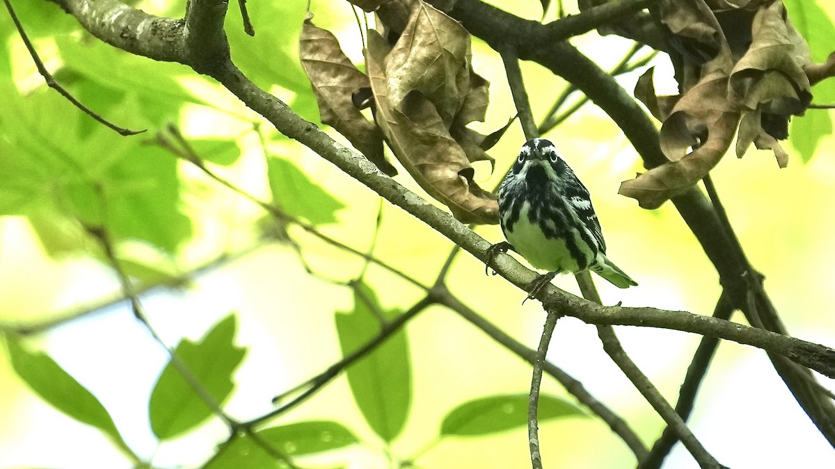 Black-and-white Warbler - Sunil Thirkannad