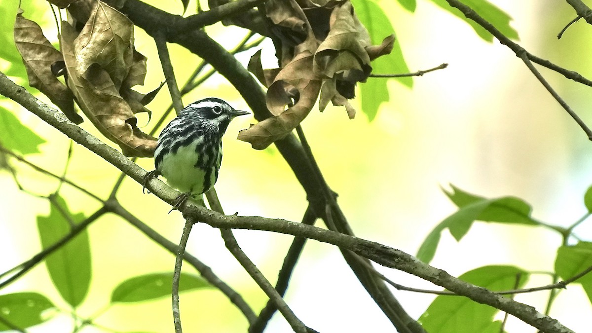Black-and-white Warbler - Sunil Thirkannad