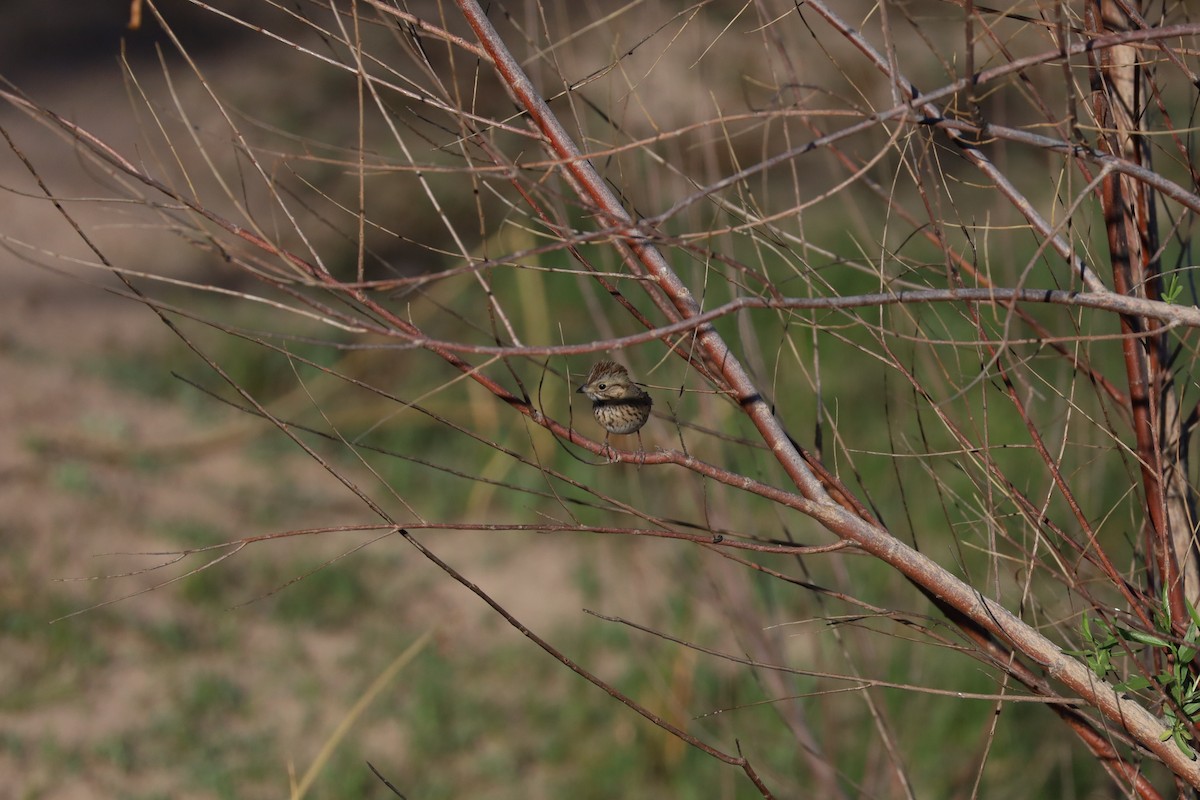 Lincoln's Sparrow - Nate L-S