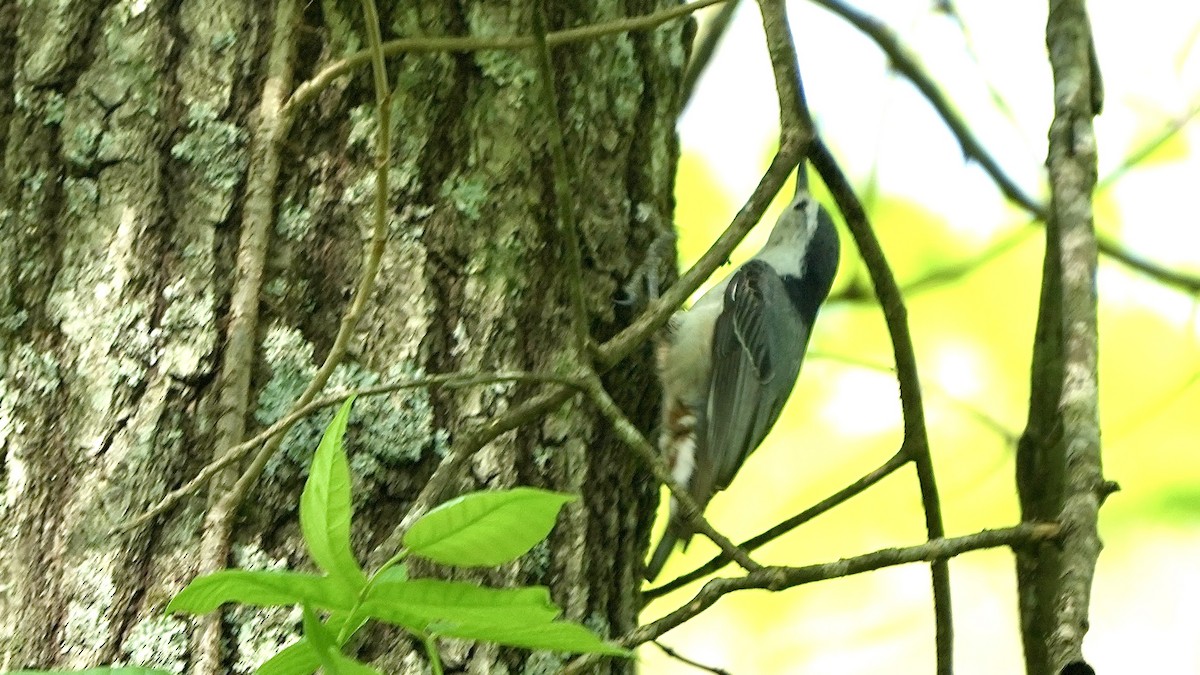 White-breasted Nuthatch - Sunil Thirkannad