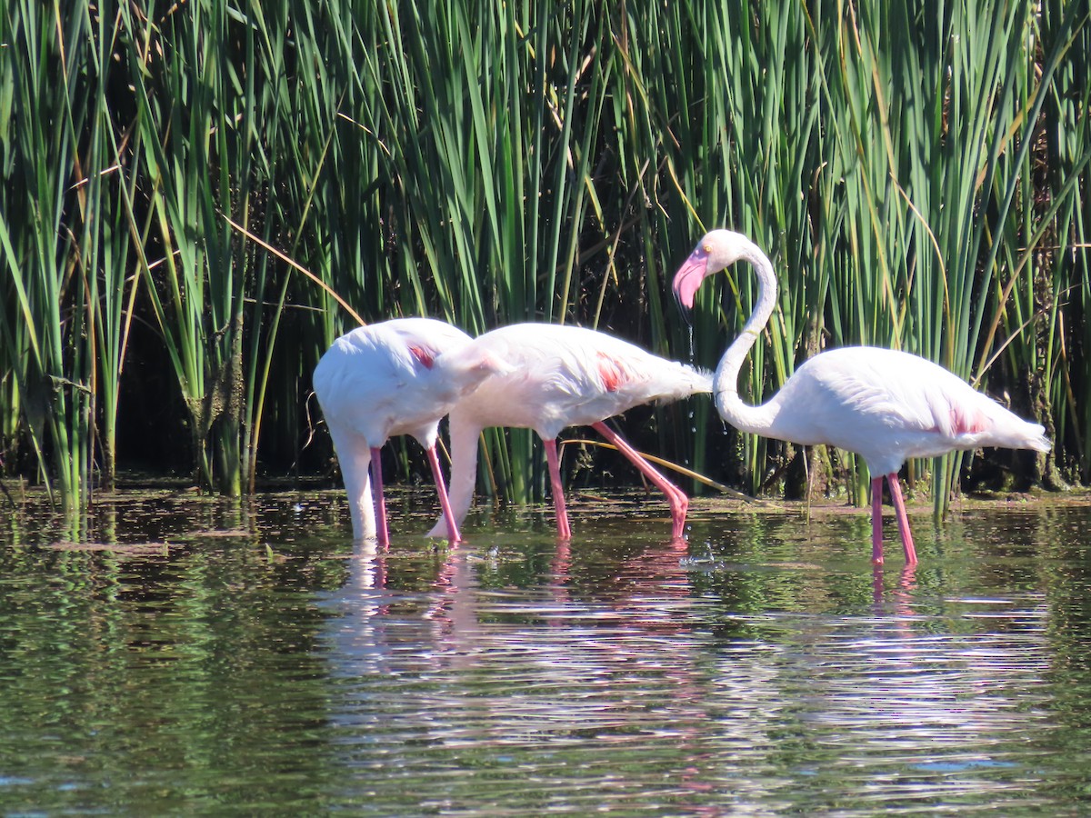 Greater Flamingo - Ursula  Mitra