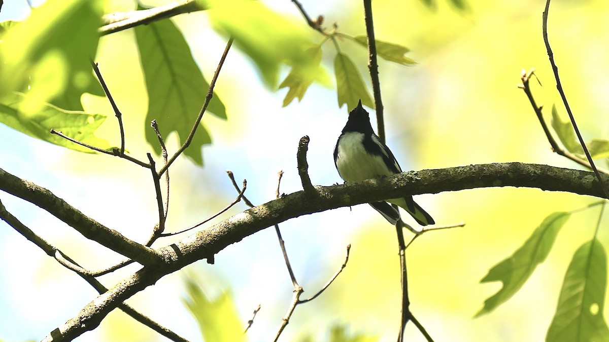 Black-throated Blue Warbler - Sunil Thirkannad