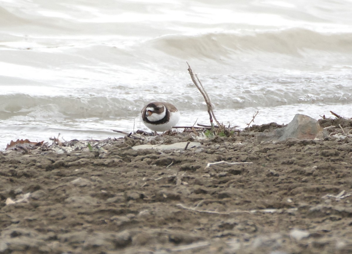 Semipalmated Plover - ML618033894