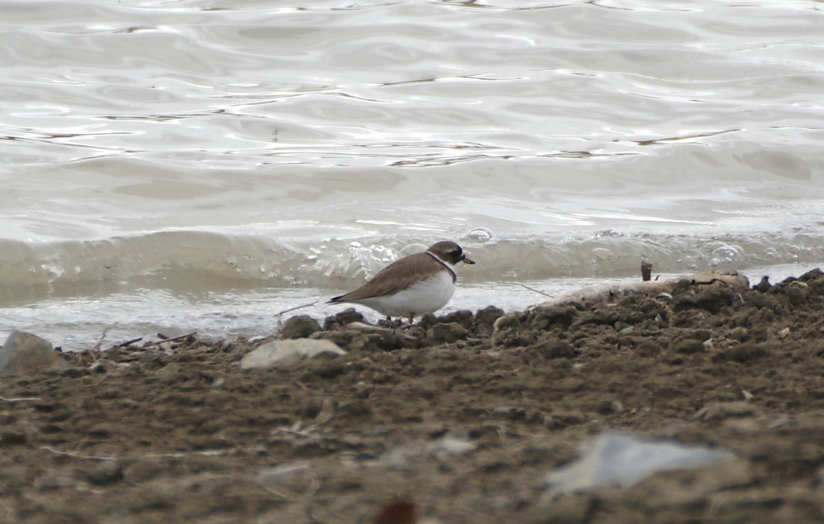 Semipalmated Plover - ML618033895