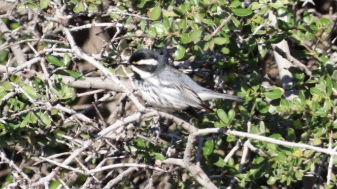 Black-throated Gray Warbler - ML618033980