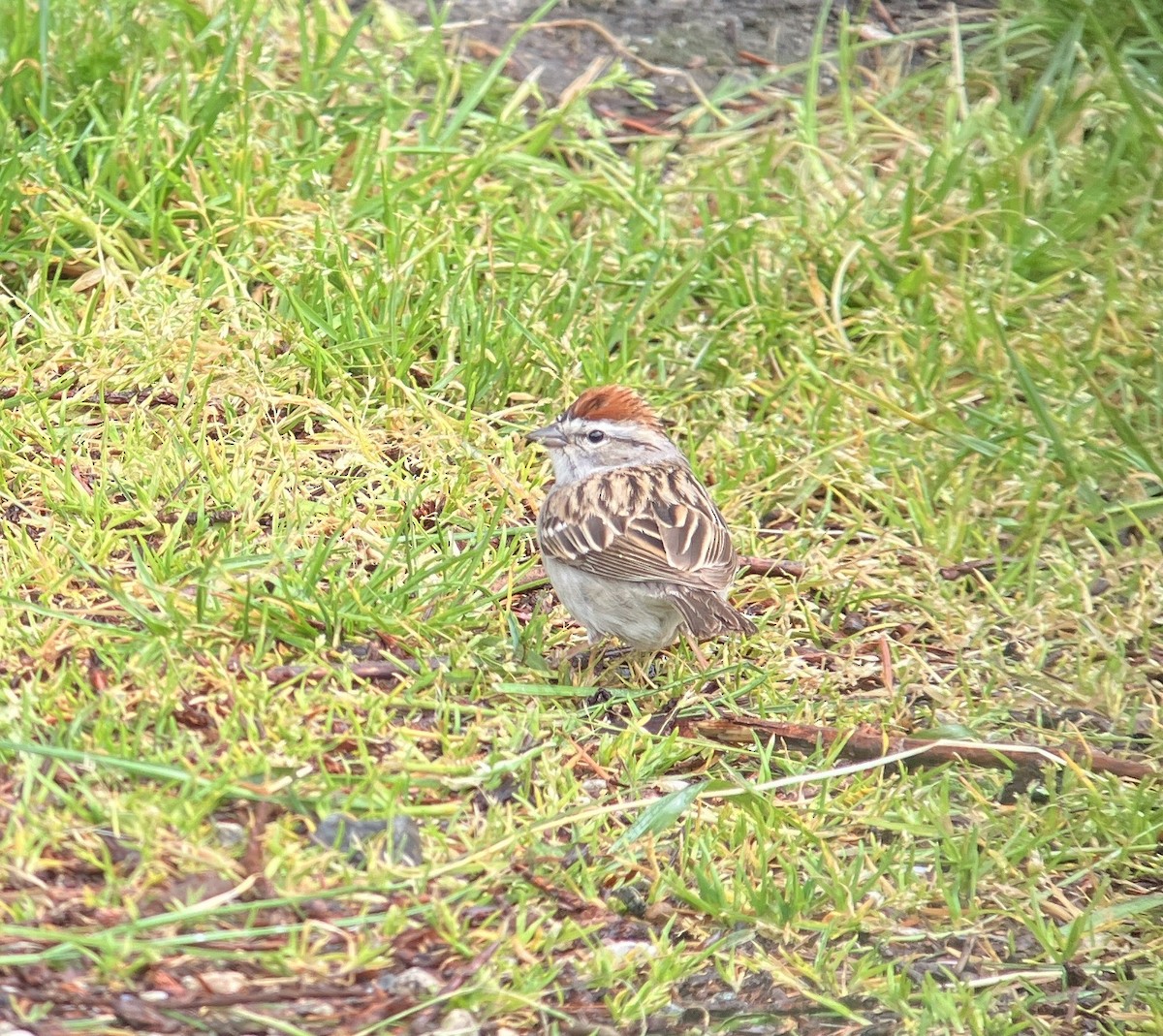 Chipping Sparrow - ML618033981