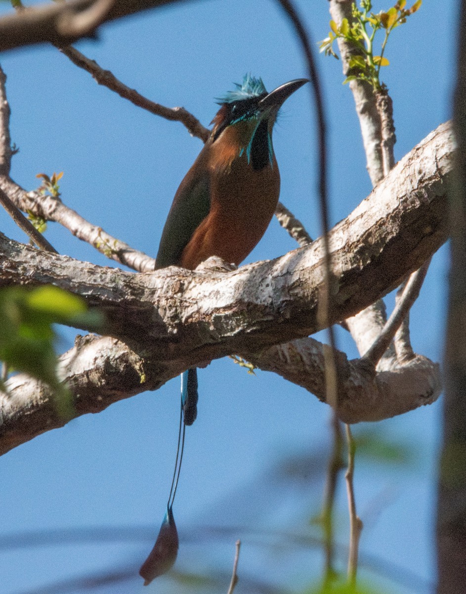 Turquoise-browed Motmot - Spat Cannon