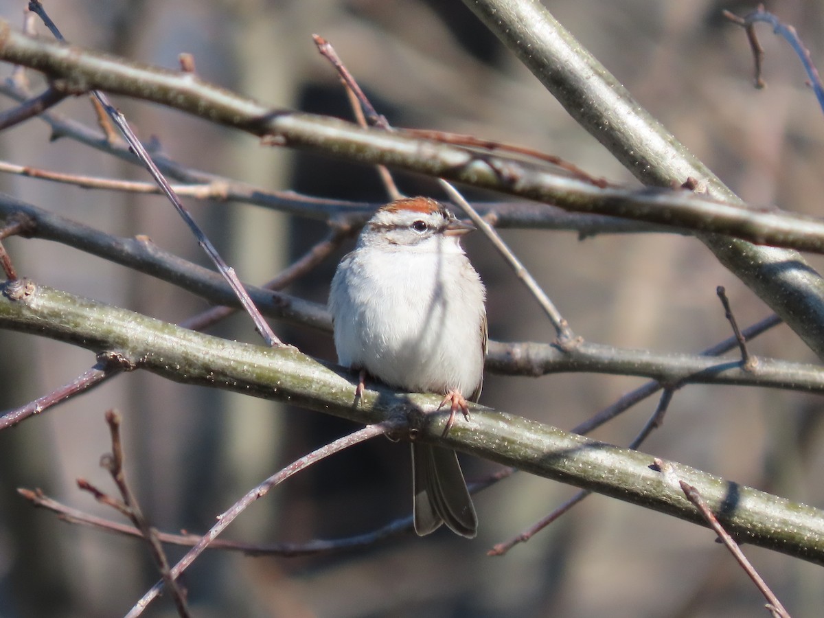 Chipping Sparrow - ML618034001