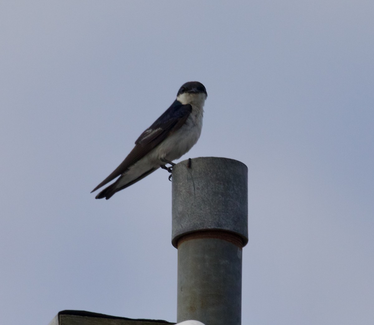 Southern Rough-winged Swallow - ML618034025