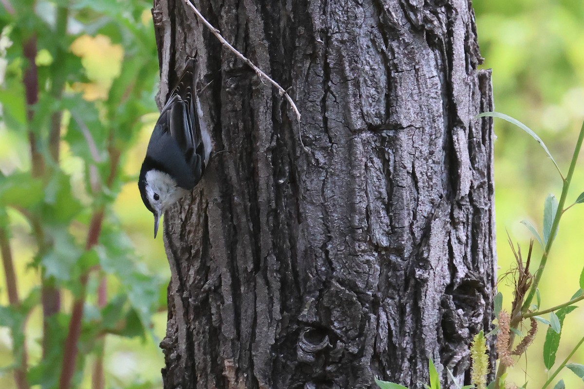 White-breasted Nuthatch - ML618034041