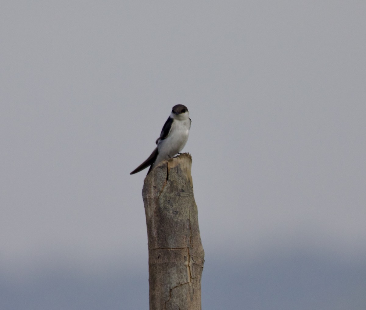 Southern Rough-winged Swallow - ML618034043