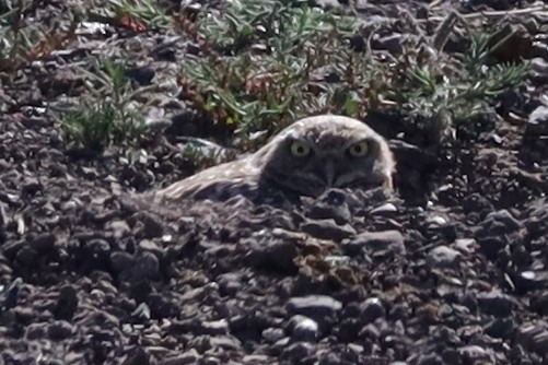 Burrowing Owl - ML618034044