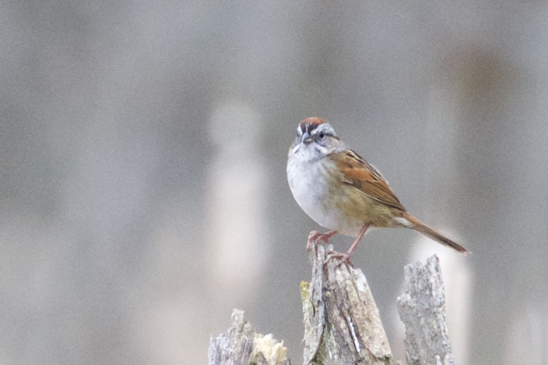 Swamp Sparrow - ML618034062