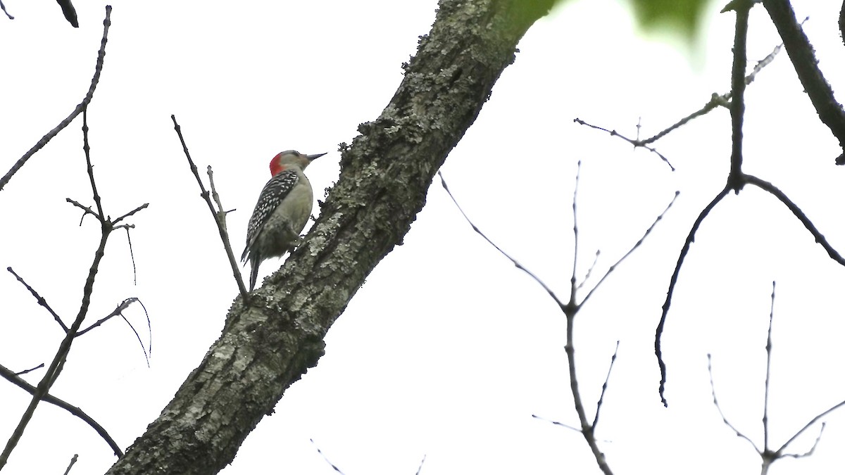 Red-bellied Woodpecker - ML618034077