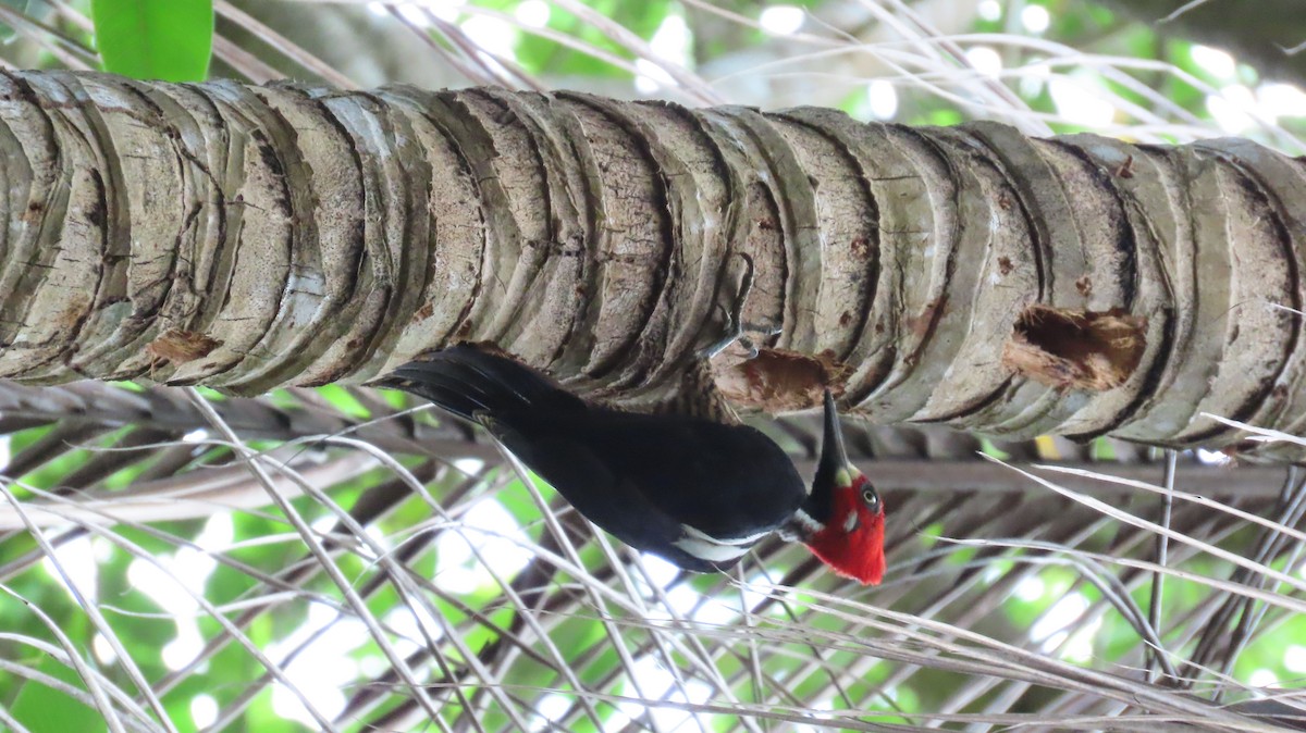 Crimson-crested Woodpecker - Dagoberto Rudas gonzalez
