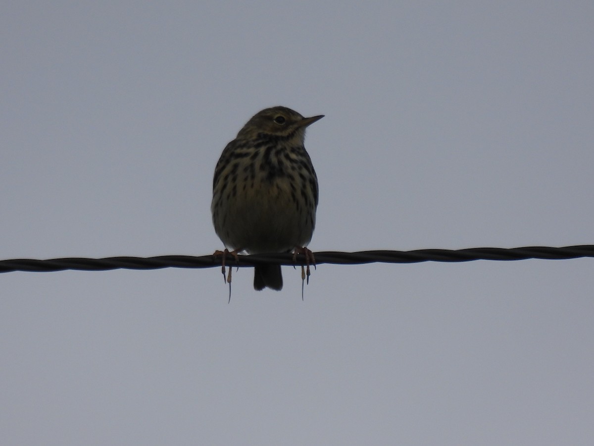 Meadow Pipit - ML618034098