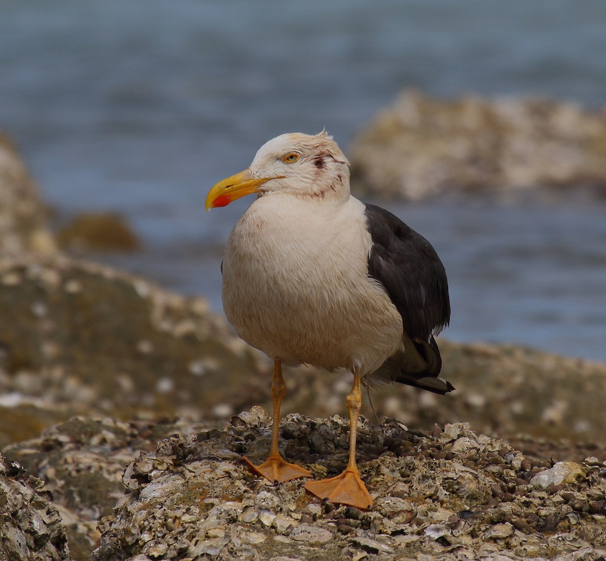 Yellow-footed Gull - ML618034119