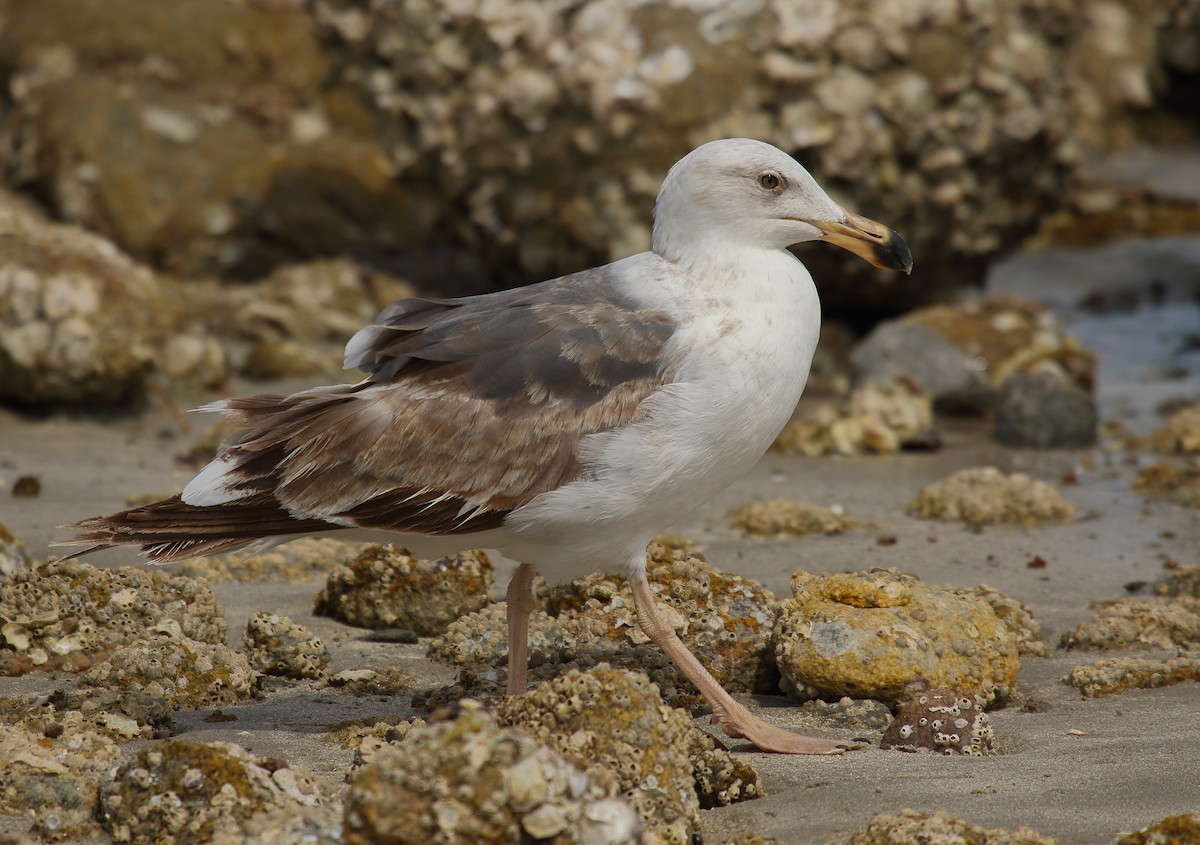 Yellow-footed Gull - ML618034120