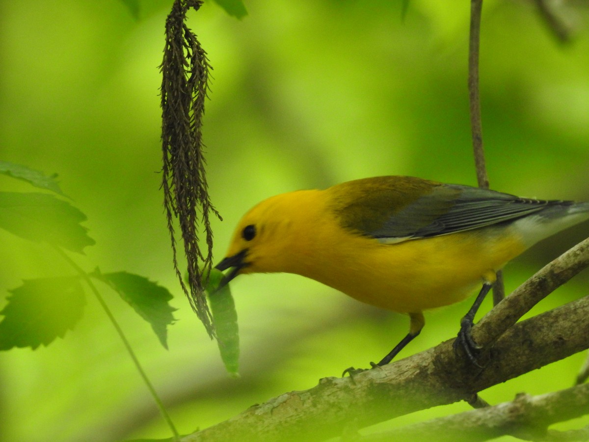 Prothonotary Warbler - ML618034145
