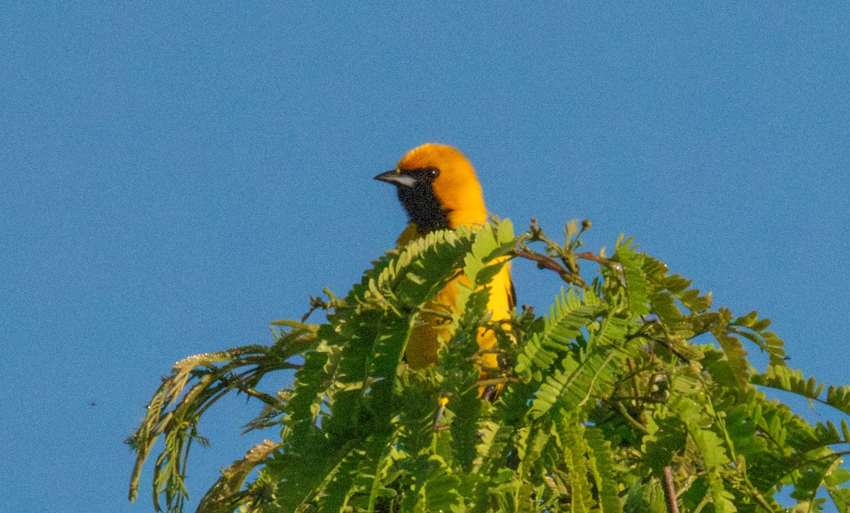 Yellow-tailed Oriole - ML618034147