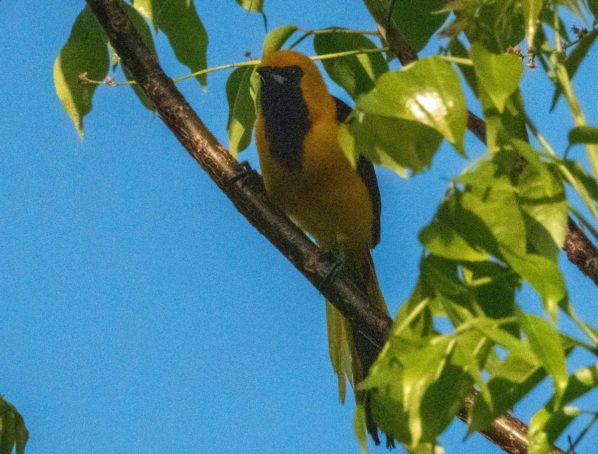 Yellow-tailed Oriole - ML618034149