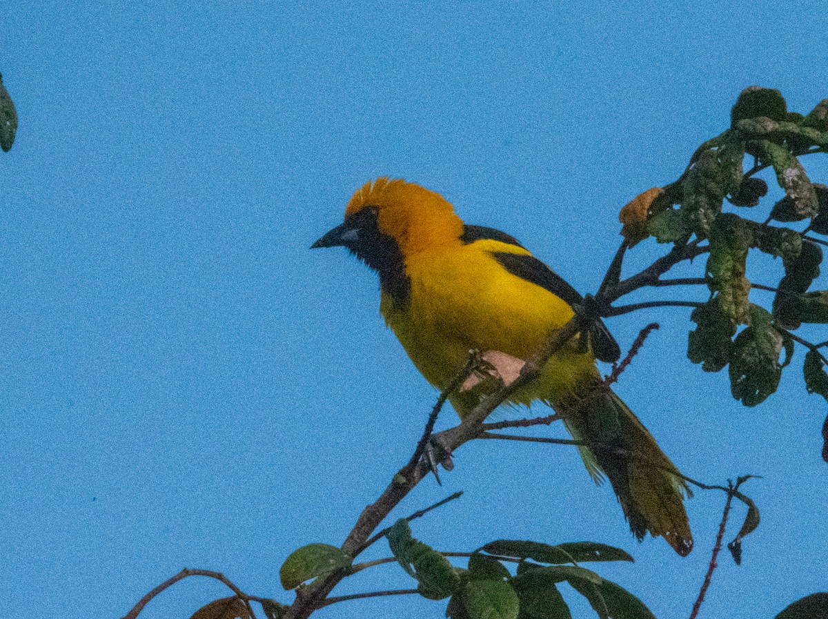 Yellow-tailed Oriole - ML618034150