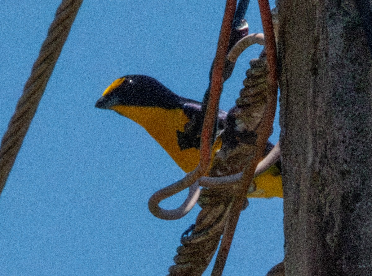 Yellow-throated Euphonia - Spat Cannon
