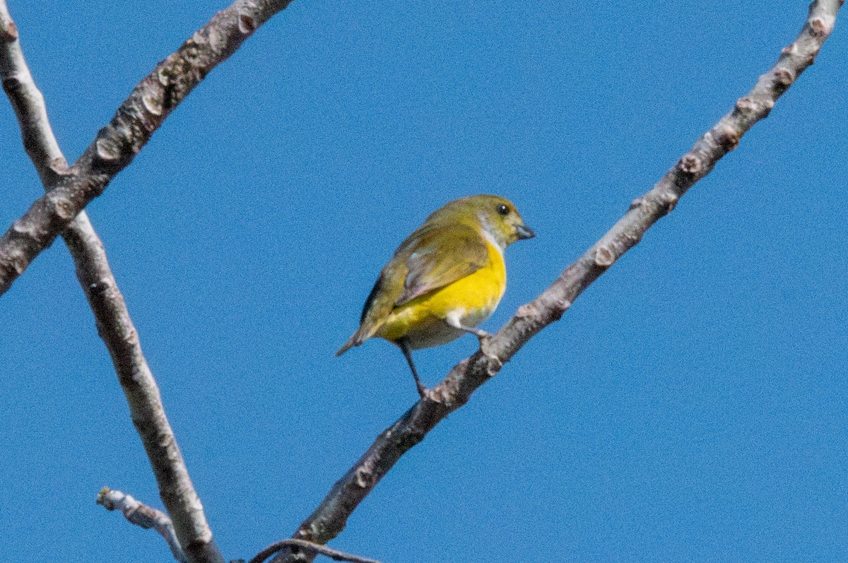 Yellow-throated Euphonia - Spat Cannon