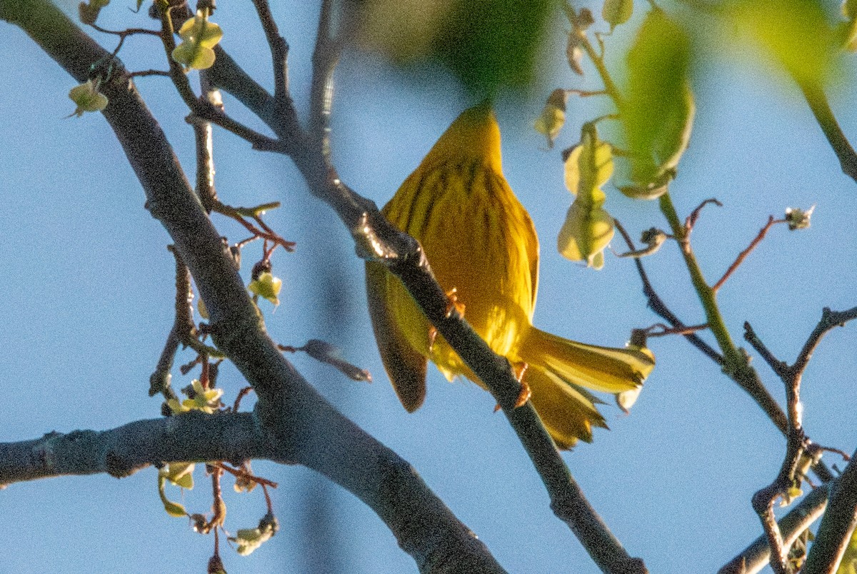 Yellow Warbler - ML618034165