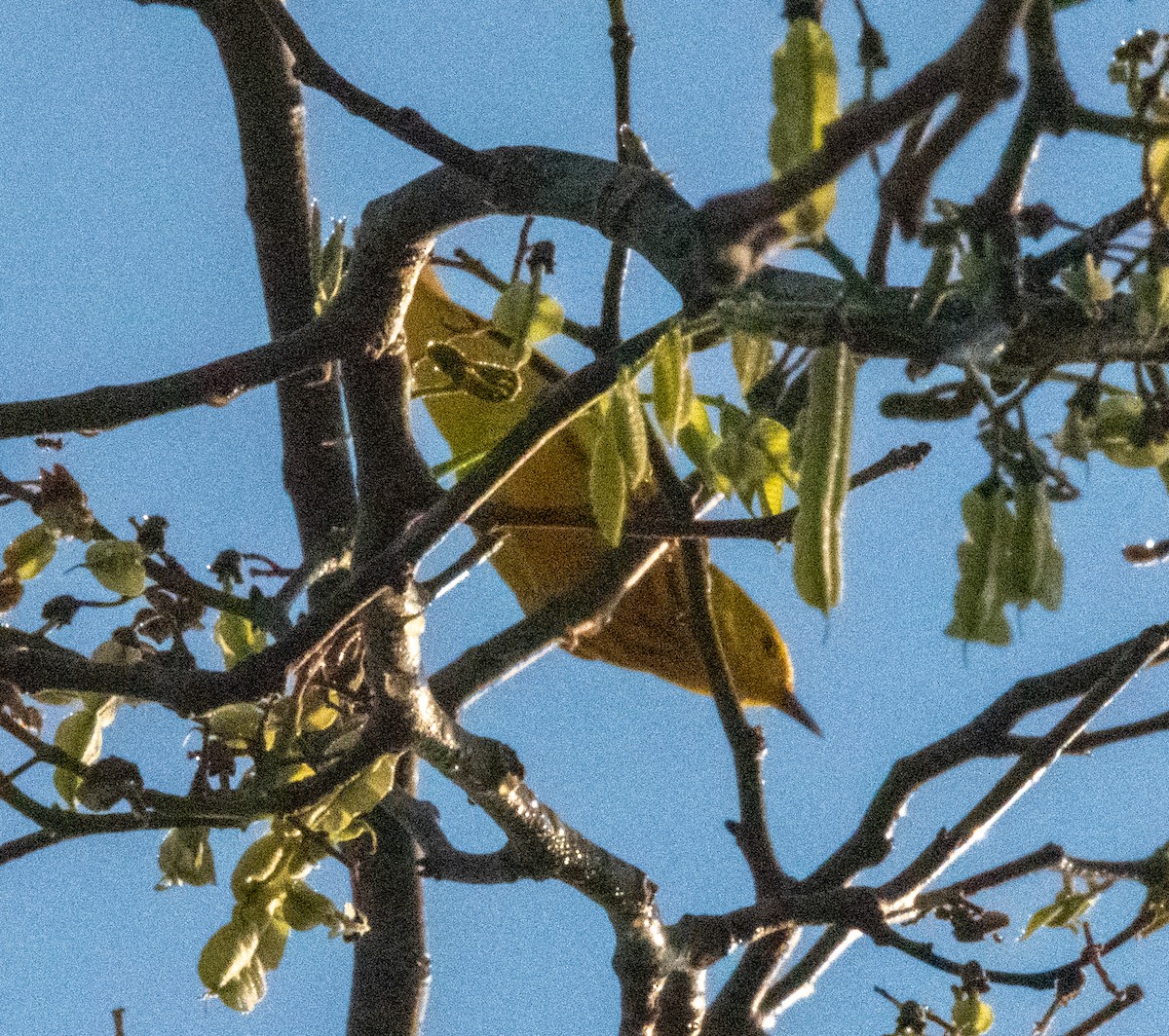 Yellow Warbler - Spat Cannon