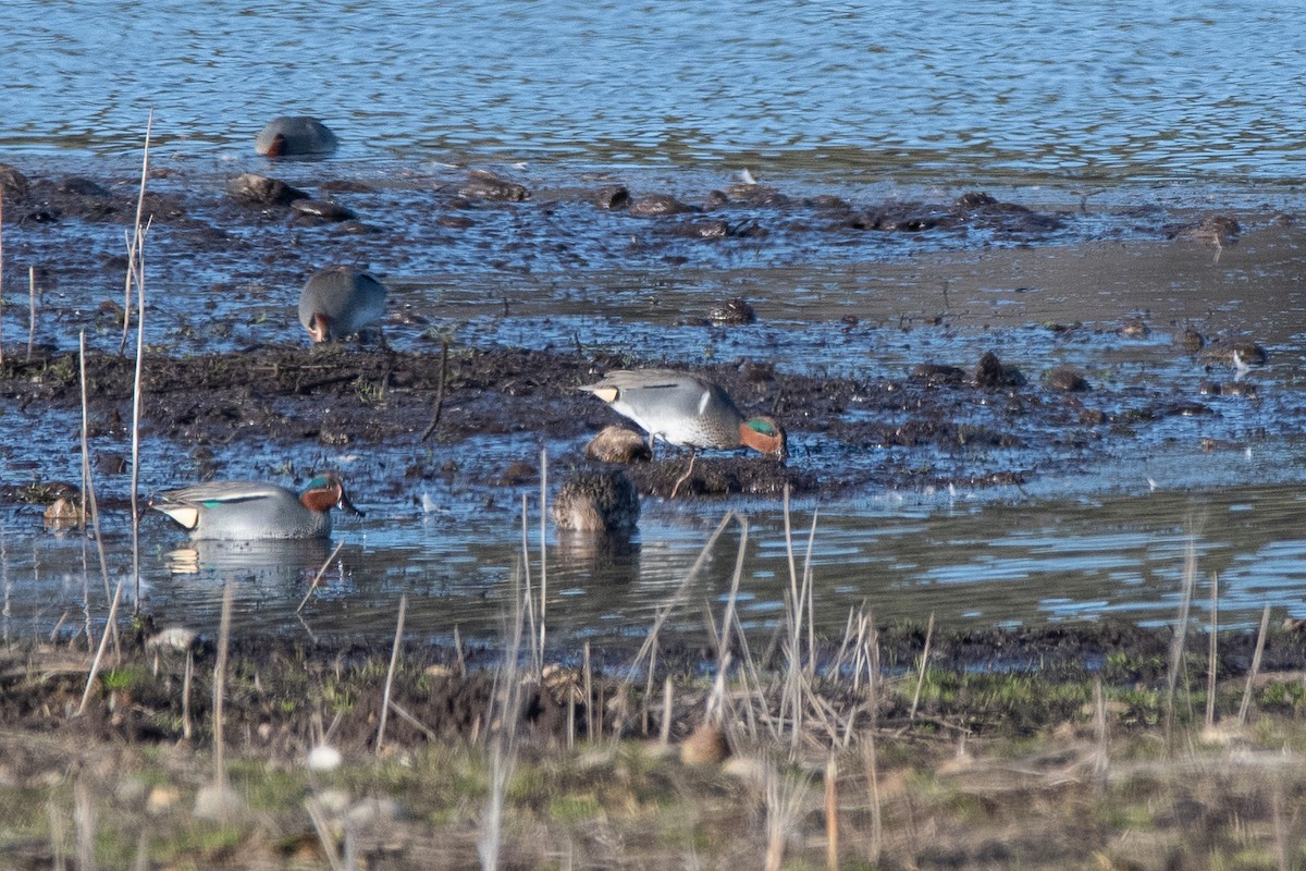 Green-winged Teal (American) - Andy Tonge