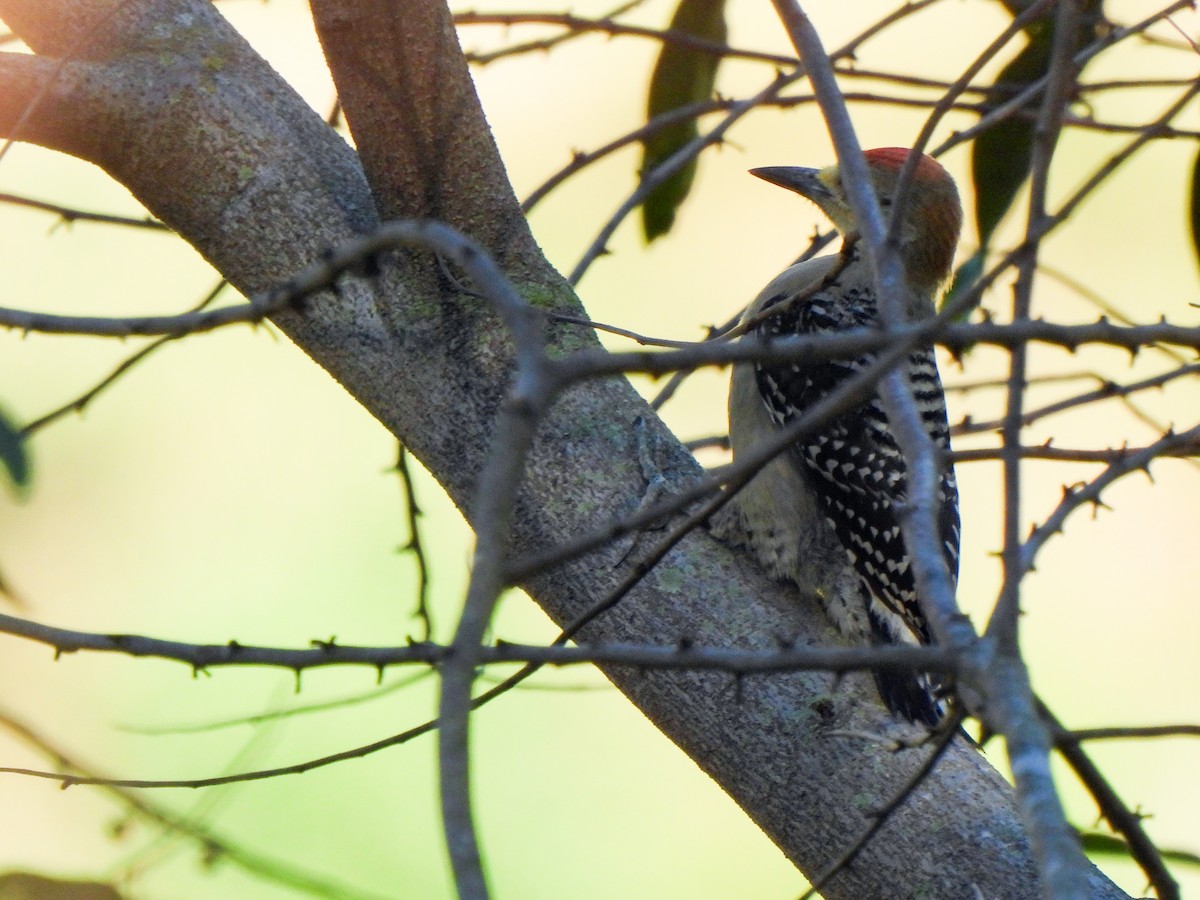 Red-crowned Woodpecker - wilson ortega