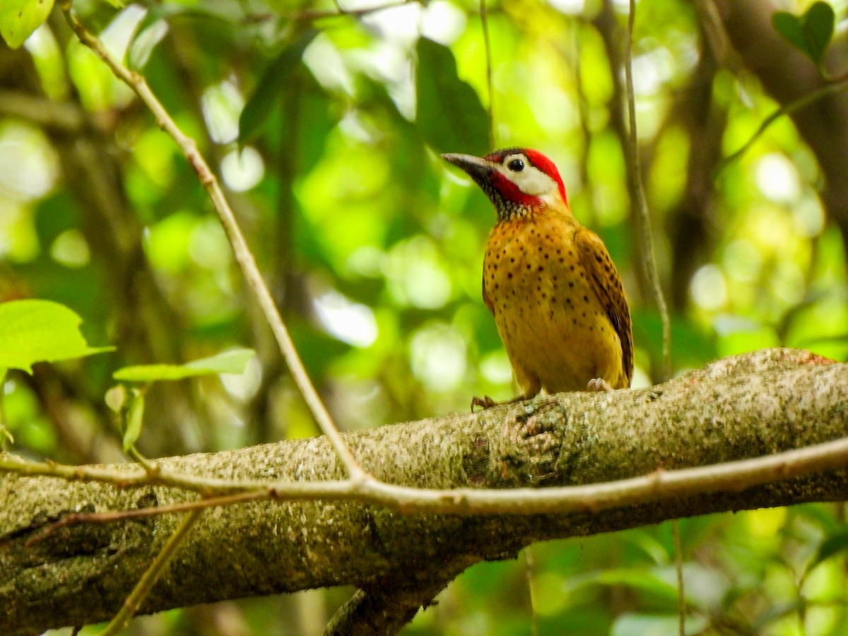 Spot-breasted Woodpecker - wilson ortega
