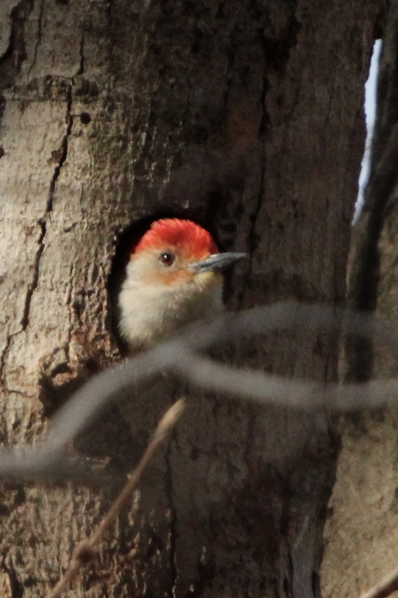 Red-bellied Woodpecker - Toni Van Wesep