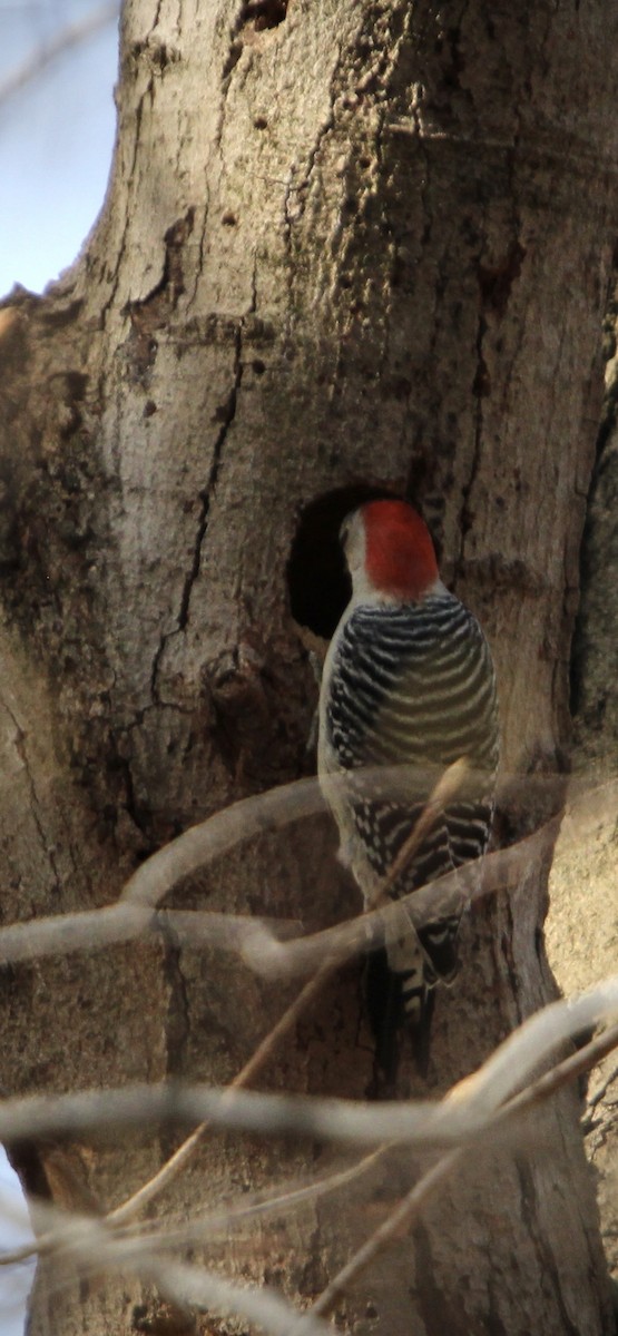 Red-bellied Woodpecker - ML618034231