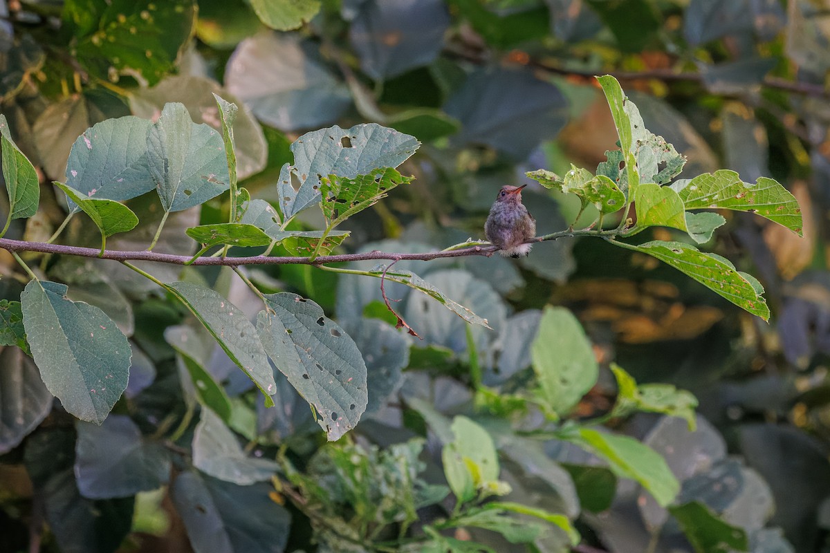 Rufous-tailed Hummingbird - Mariann Cyr
