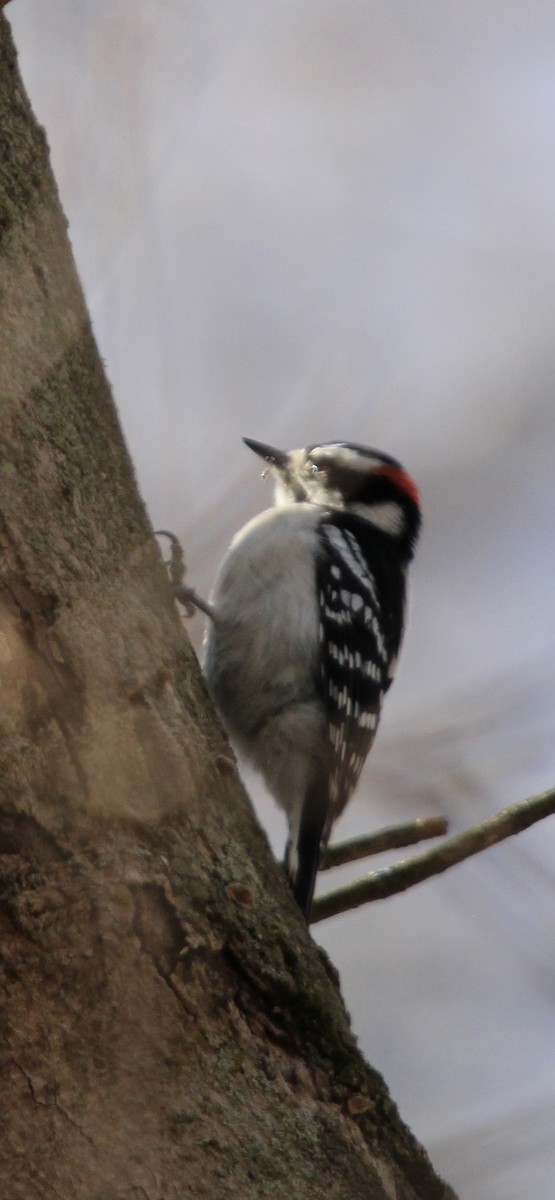 Downy Woodpecker - ML618034241