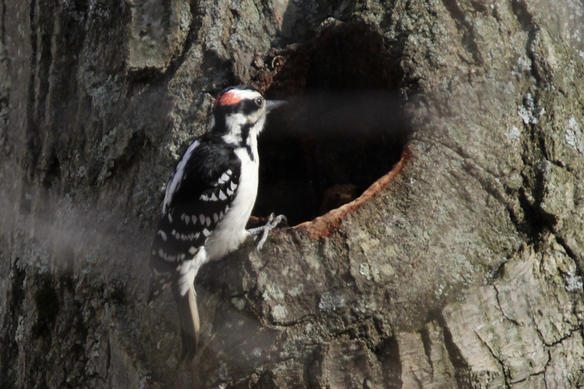 Hairy Woodpecker - Toni Van Wesep