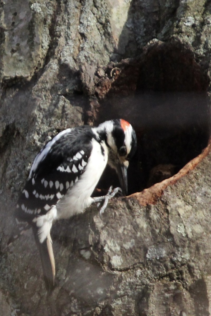 Hairy Woodpecker - ML618034254