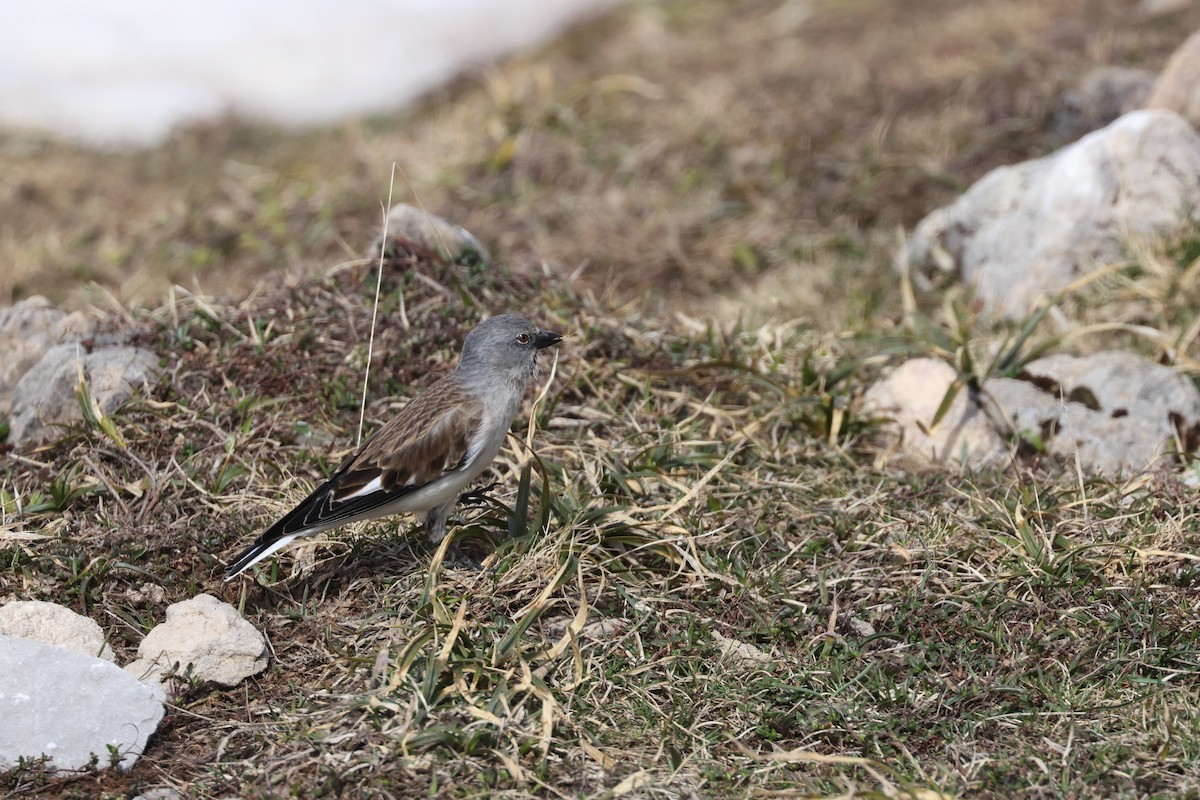 White-winged Snowfinch - ML618034285