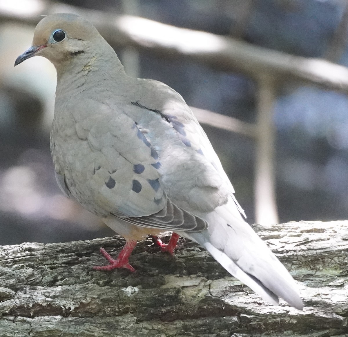 eBird Checklist 24 Apr 2024 Double Hammock Creek 22 species (+1 other taxa)