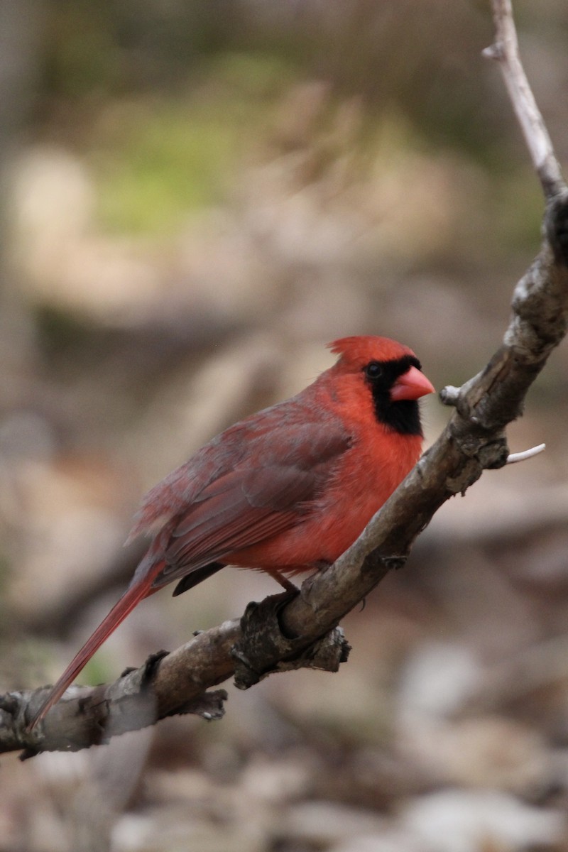 Cardinal rouge - ML618034307