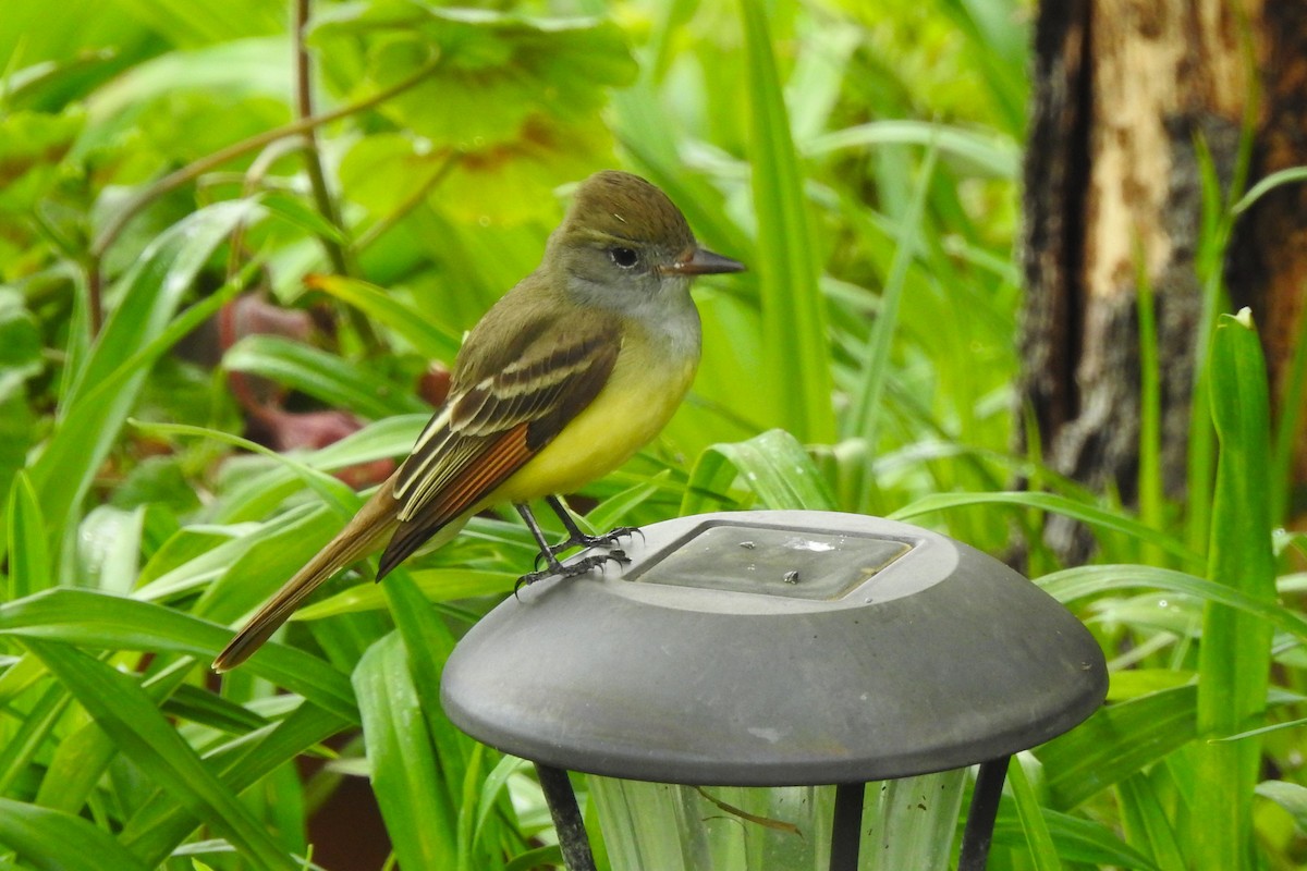 Great Crested Flycatcher - ML618034316
