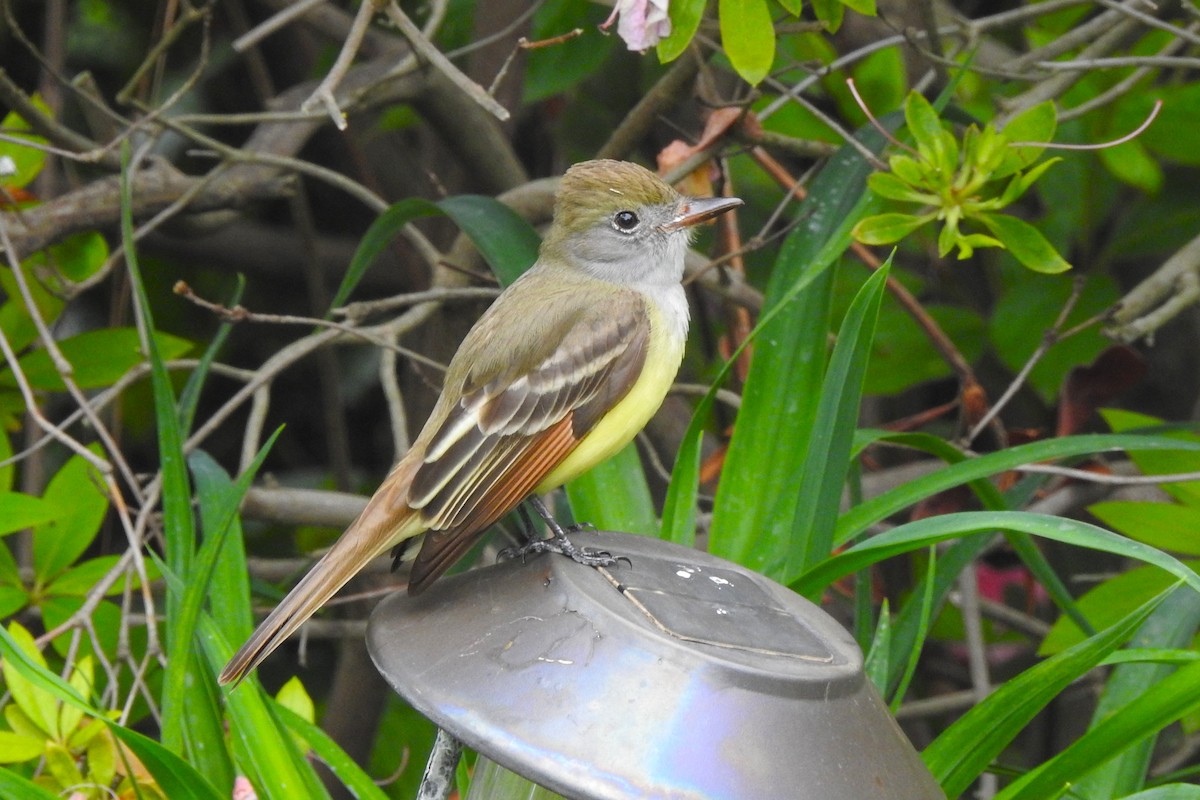 Great Crested Flycatcher - ML618034317