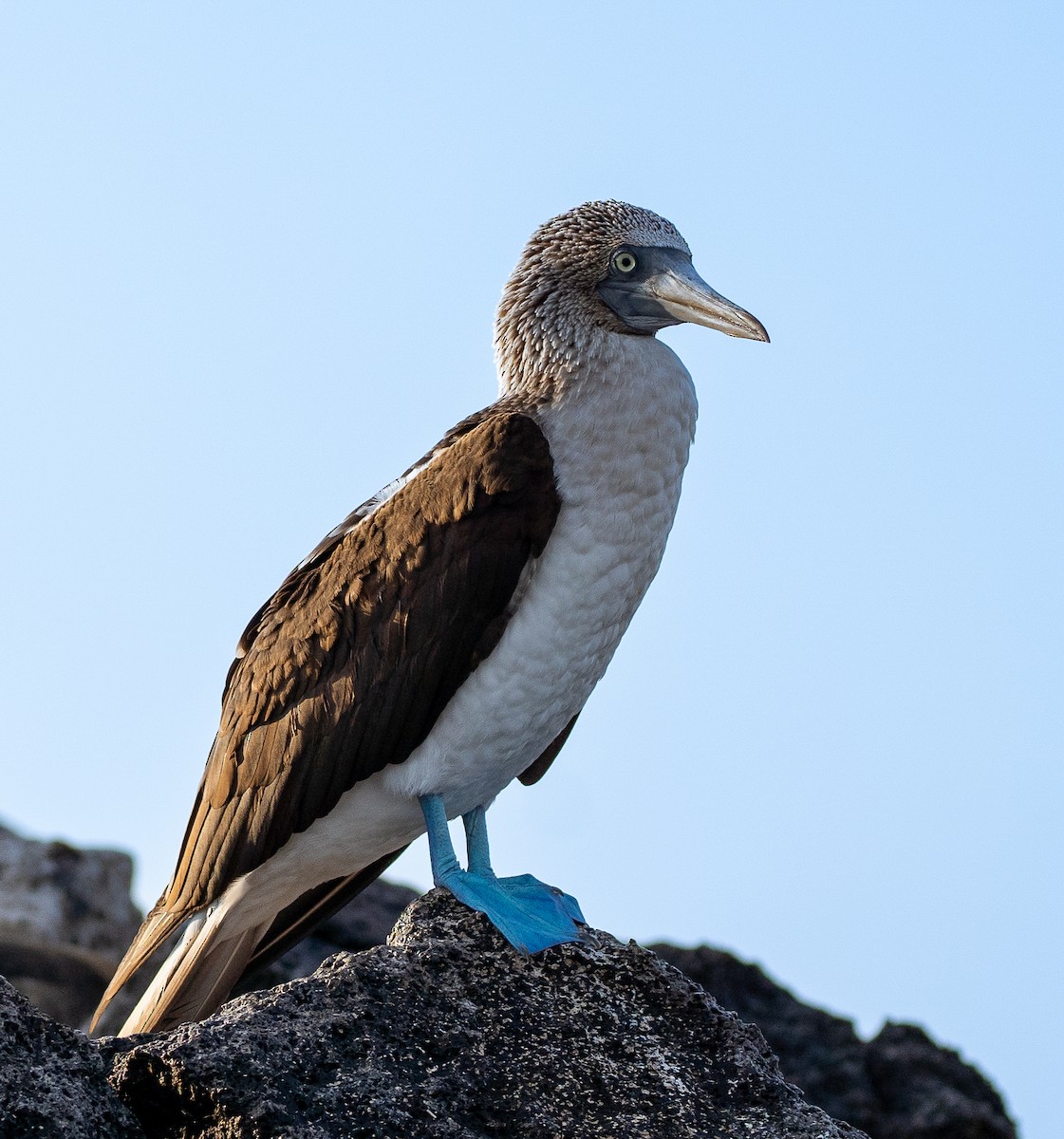 Blue-footed Booby - ML618034340