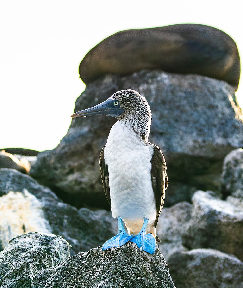 Blue-footed Booby - ML618034341