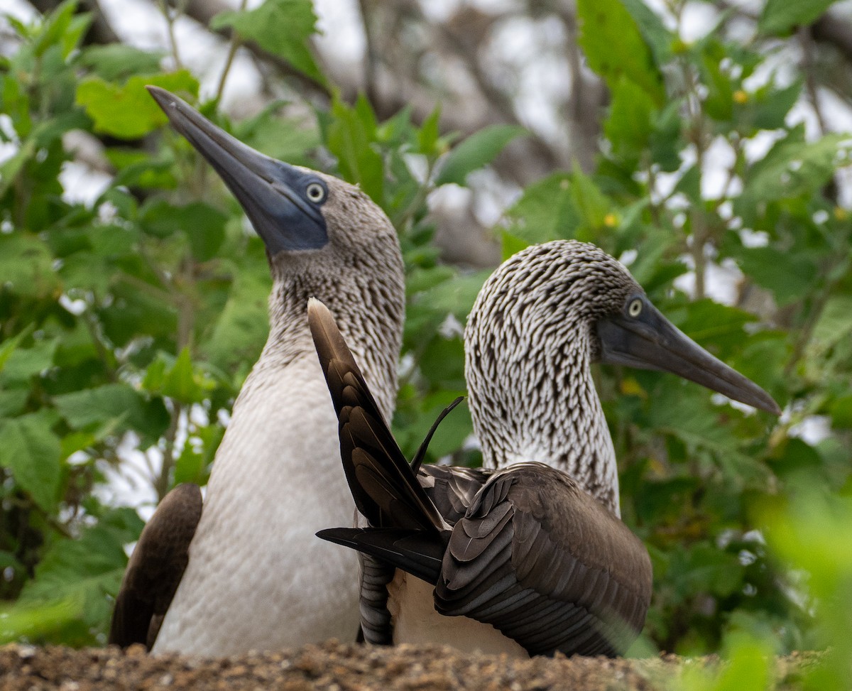 Blue-footed Booby - Deb Ellinger