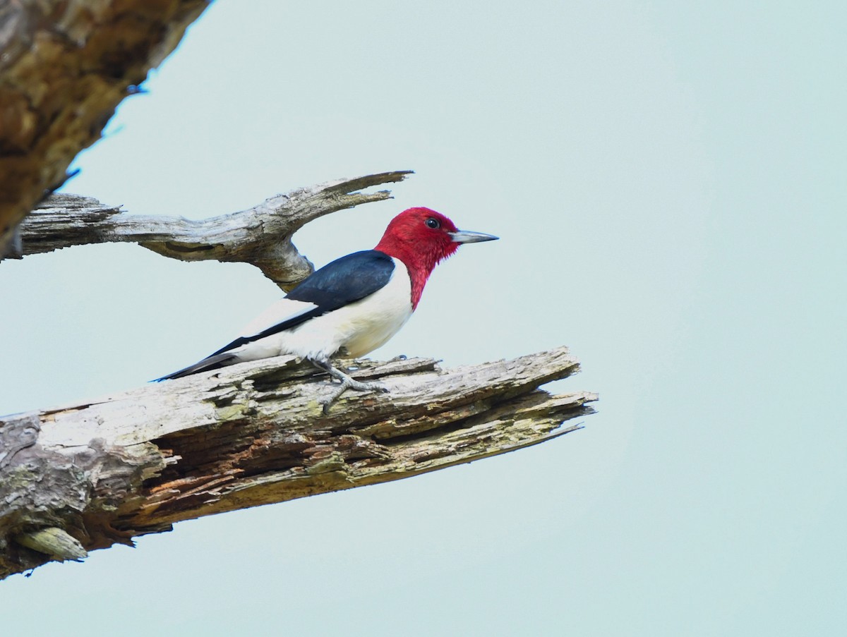 Red-headed Woodpecker - ML618034432