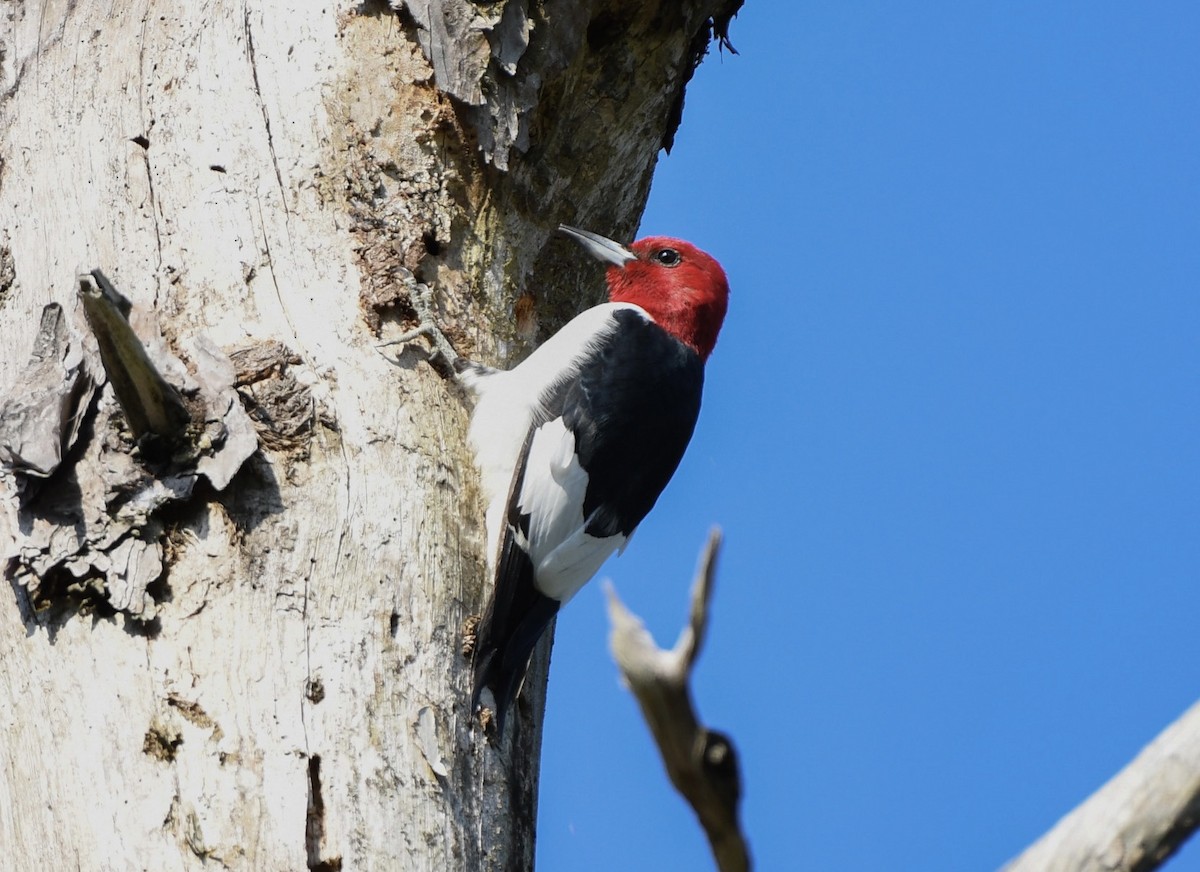 Red-headed Woodpecker - ML618034443
