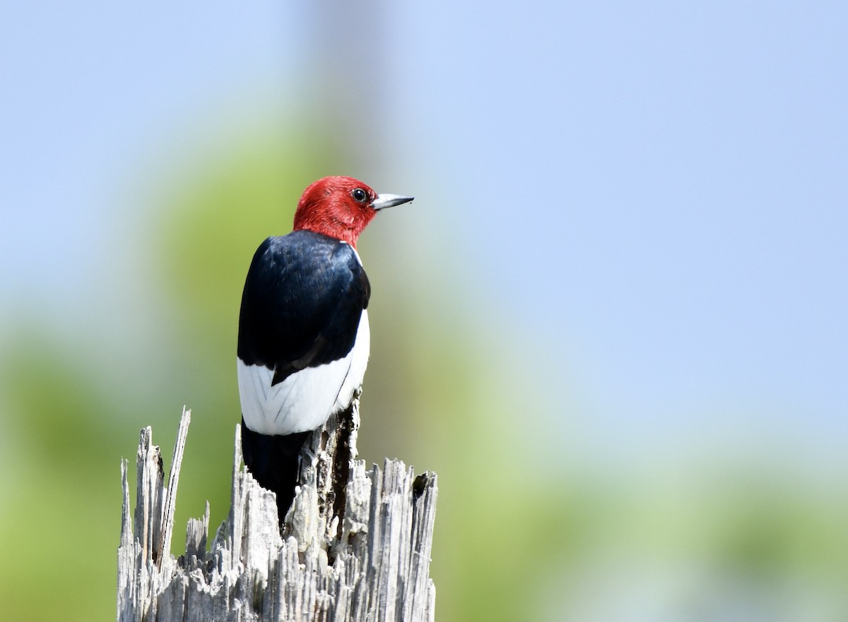 Red-headed Woodpecker - ML618034453